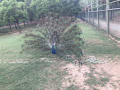 -宿豫区运河湾森林动物园