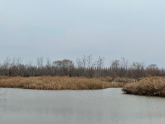 -盐城丹顶鹤湿地生态旅游区