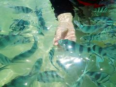 -东姑阿都拉曼海洋公园
