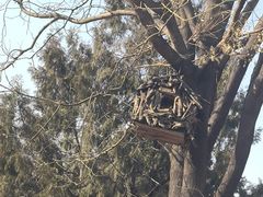 -北京西山国家森林公园