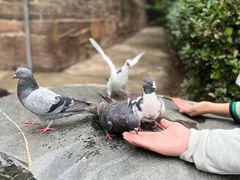 -洛阳白马寺
