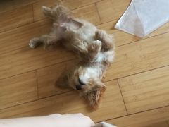 -艾贝尔宠物医院·狂犬免疫点(江山金象城店)