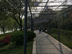 -嘉定紫藤园