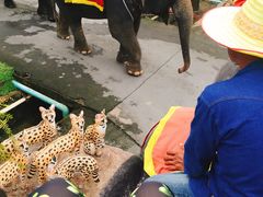 -东芭乐园