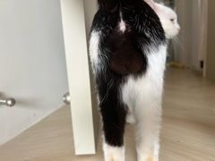 -瑞派·关忠动物医院·猫专科·犬专科(三环新城店)