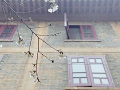 -武汉大学-樱园