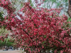 -长白岛森林公园