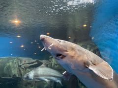 -上海海洋水族馆