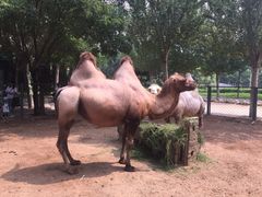 -长白岛森林公园