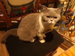 -more than meow吴止猫主题餐厅(承德 中船汇店)