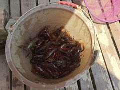 -同銮特种养殖场·龙虾垂钓