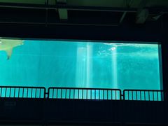 -北戴河圣蓝海洋公园