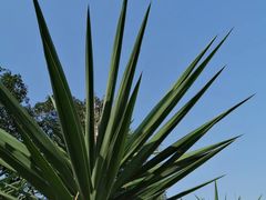 -广西壮族自治区药用植物园