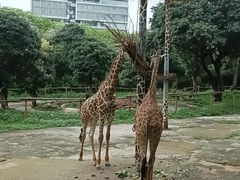-深圳野生动物园