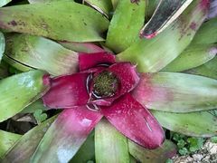 -东莞植物园