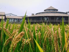 -乌村