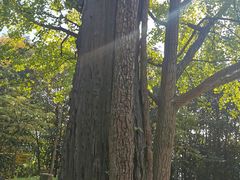 -上海佘山国家森林公园天马山园