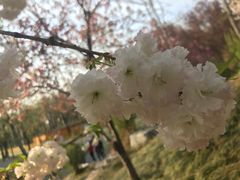 -石家庄市植物园