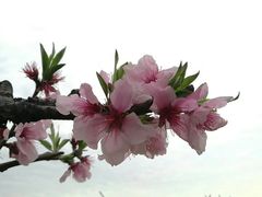 -桃花岛景观公园