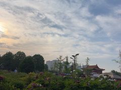 -曹州牡丹园