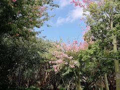 -五缘湾湿地公园