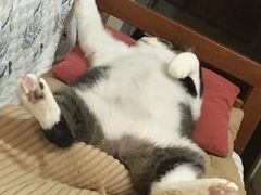 -爱派特动物医院·全科诊疗中心