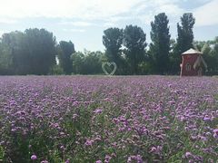 -北京东方普罗旺斯薰衣草庄园