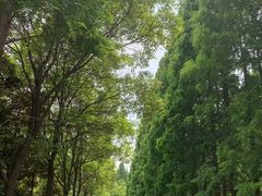 -金岛生态园烧烤露营地