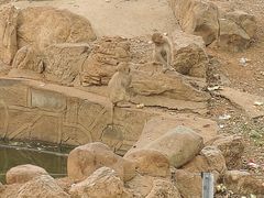 -石家庄市动物园