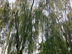 -丰台花园
