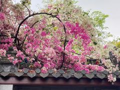 -深圳国际园林花卉博览园