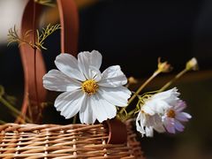 -花开海上生态园