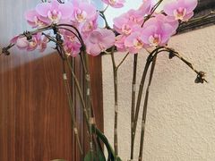 -醉辉皇上海之巅(上海中心大厦店)