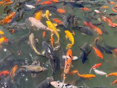 -咱家王新国把子肉(县东巷店)