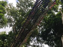 -西双版纳原始森林公园