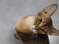 -猫十亿·布偶金渐层·曼基康矮脚猫舍(青年路店)