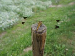 -富田农场