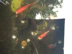 -老地方猫儿面(磁器口店)