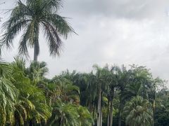 -深圳仙湖植物园