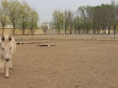 -北京群众马术培训基地