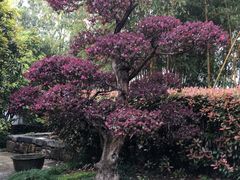 -东山雕花楼
