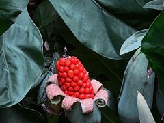 -中国科学院西双版纳热带植物园