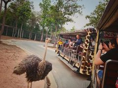 -清迈夜间动物园