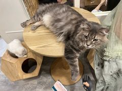 -楼上猫咖(罗湖店)