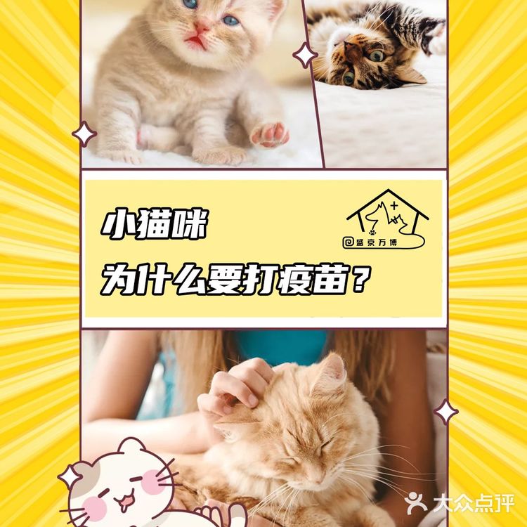 我还是个小猫咪我为什么要打疫苗？【盛京万博宠物医院】