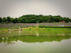 -大塘金香草谷