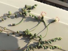 -双季花艺园艺市场(浦东店)