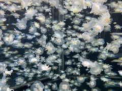 -太平洋海底世界