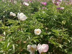 -济南国际园博园