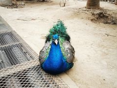 -呀路古热带植物园